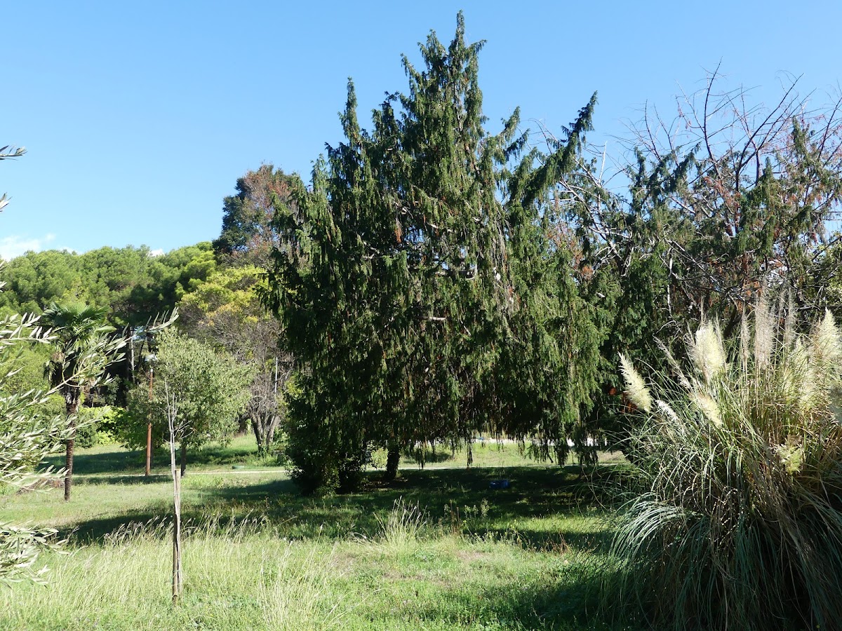 Photo of Vrsar Botanical Garden