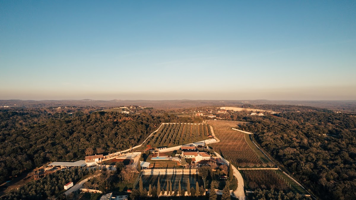 Photo of Istrian Wine and Olive Oil Tour